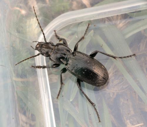 Pterostichus selmanni